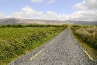 <a class="printbut" href="http://www.fadedbeauty.com/photography-blog/products-page/landscapes-architecture/a-dingle-road1/">Buy Print</a>