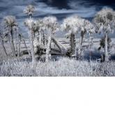 Infrared Wetlands